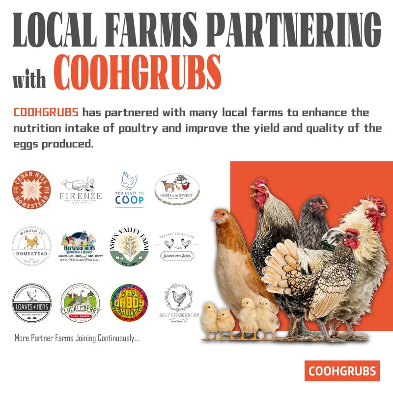 COOHGRUBS Dried Black Soldier Fly Larvae for Chickens, High-Calcium 85X More Than Mealworms Bird Treats, 10-lb Box - Image 4