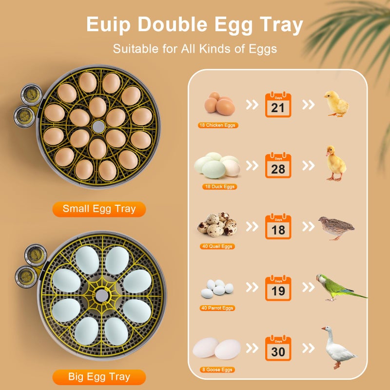 IBKINXX Incubator for Hatching Eggs-12 Egg Capacity, 2026 Newly Upgraded Automatic Egg Turner, Temperature & Humidity Control, 360Â° Viewing for Chicken, Duck and Quail Eggs (Grey) - Image 5