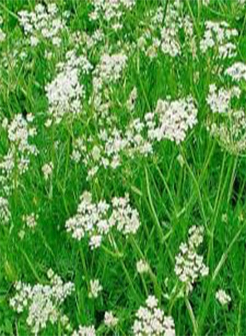 Caraway Carum Carvi - 1,00 Bulk (PKD) Seeds