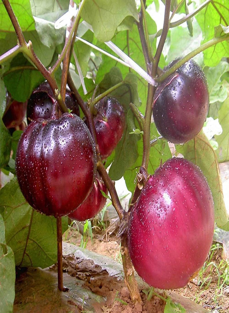 GGOOT 100pcs Purple Round Charming Eggplant Seeds for Planting on Outdoor Terraces Planting with Kids Promote Feelings - Image 2