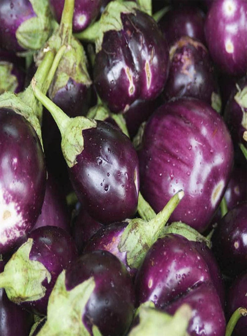 GGOOT 100pcs Purple Round Charming Eggplant Seeds for Planting on Outdoor Terraces Planting with Kids Promote Feelings - Image 1