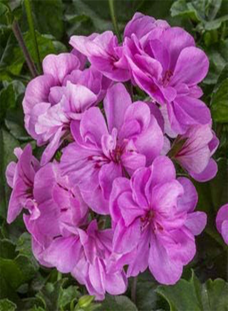 GGOOT seeds Fresh 50 pcs Geranium Perennial Pelargonium Peltatum Flowers seeds for Planting Light Purple
