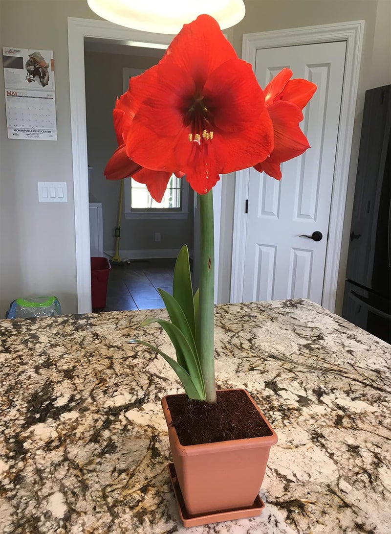 جي جوت بذور أمارلس حمراء عدد 2 لصنع باقات زهور مقطوعة مناسبة لأي شخص يريد الزراعة وإضافة اللون إلى حديقتك محبوبة من قبل الناس - Image 2