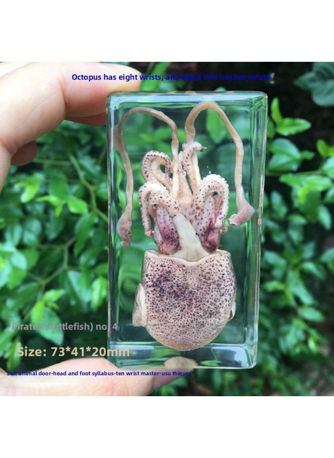 Insect Specimen Real Mono Fairy Amber Scarab Book Town Home Desk Decoration Mantis Spider Scorpion Factory-Color:Squid 4  - Image 1