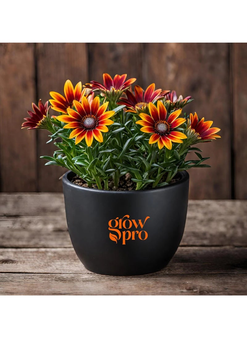 Orange Gazania Flower - pzsku/Z8AC8F34107C5383127D6Z/45/_/1736331387/b7af96d1-5c50-453f-9d68-8c03ae40a819