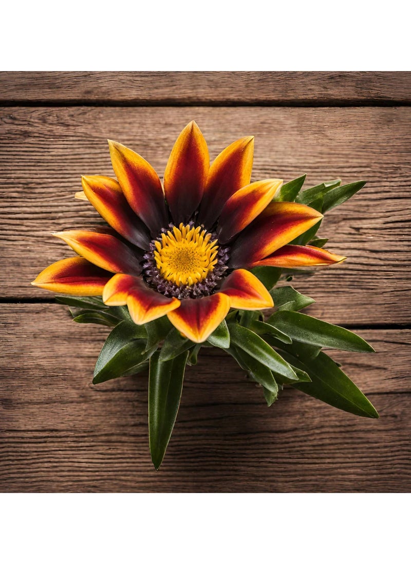 Orange Gazania Flower - pzsku/Z8AC8F34107C5383127D6Z/45/_/1736331397/3d8d8531-0b7e-42ed-a8e7-5216d3e43b07