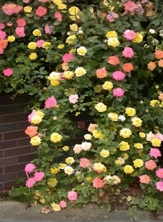 200 Mixed Color Climbing Rose Seeds Year-round Bloom - Image 1