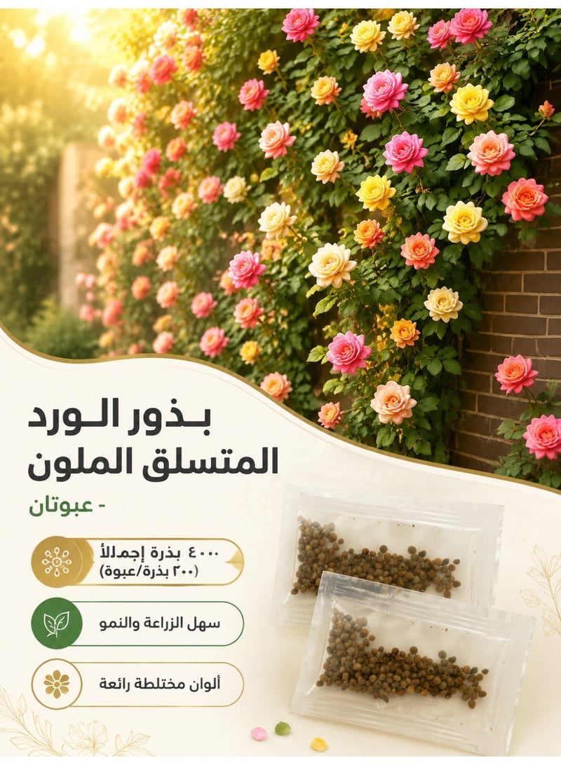 بذور ورد متسلق متعدد الألوان، يزهر طوال العام، نبات كروم سريع النمو عطري، مثالي لتزيين الحدائق الخارجية، 200 بذرة لكل عبوة وإجمالي عبوتان - Image 1