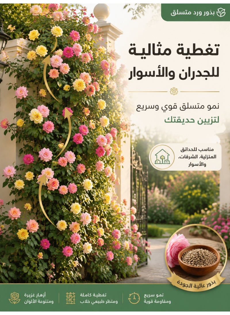 بذور ورد متسلق متعدد الألوان، يزهر طوال العام، نبات كروم سريع النمو عطري، مثالي لتزيين الحدائق الخارجية، 200 بذرة لكل عبوة وإجمالي عبوتان - Image 3