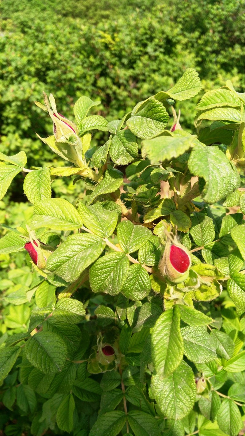 TooGet Fragrant Natural Red Rose Buds Rose Petals Organic Dried Flowers Wholesale, Culinary Food Grade - 8 OZ - Image 4