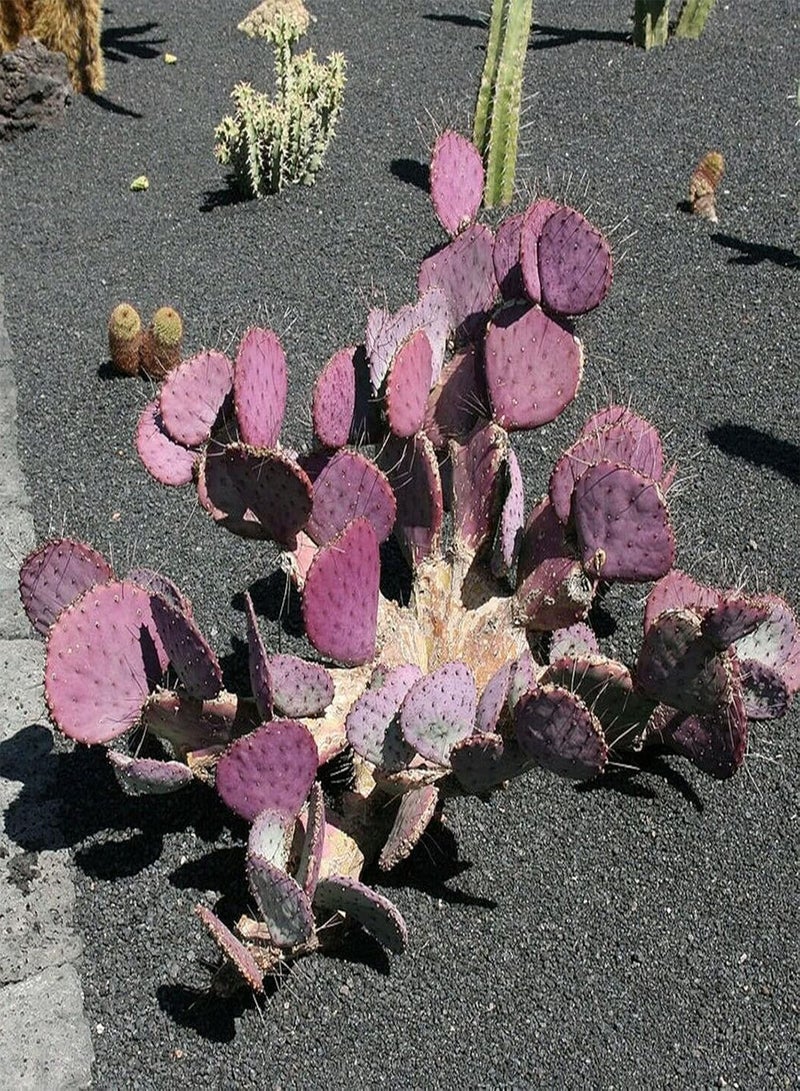 GGOOT 20Pcs/Bag Opuntia Macrocentra Seeds Rare Good Harvest Mini Succulent Prickly Pear Cactus Seeds for Outdoor Prickly Pear Cactus - Image 2