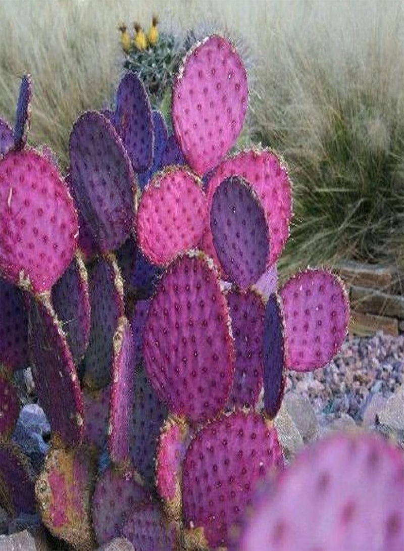 GGOOT 20Pcs/Bag Opuntia Macrocentra Seeds Rare Good Harvest Mini Succulent Prickly Pear Cactus Seeds for Outdoor Prickly Pear Cactus - Image 4