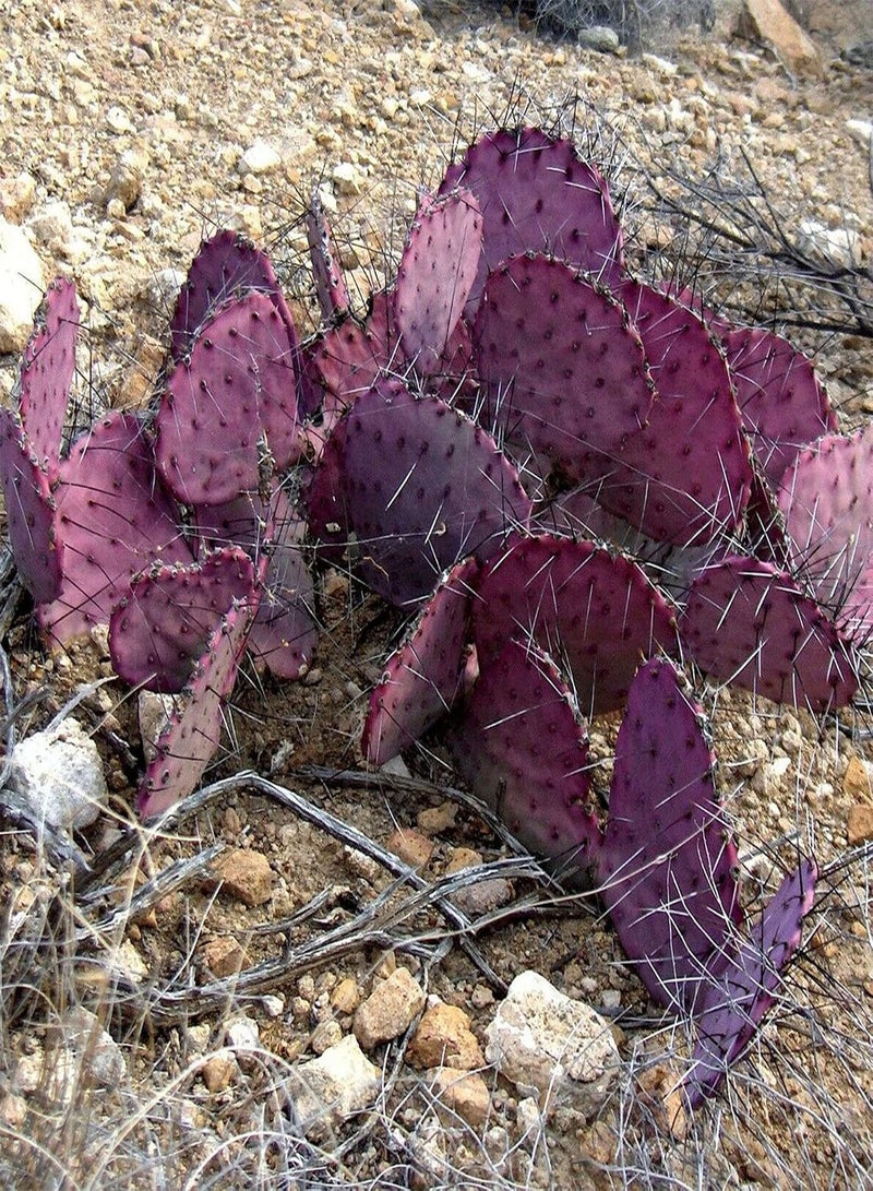 GGOOT 20Pcs/Bag Opuntia Macrocentra Seeds Rare Good Harvest Mini Succulent Prickly Pear Cactus Seeds for Outdoor Prickly Pear Cactus - Image 5