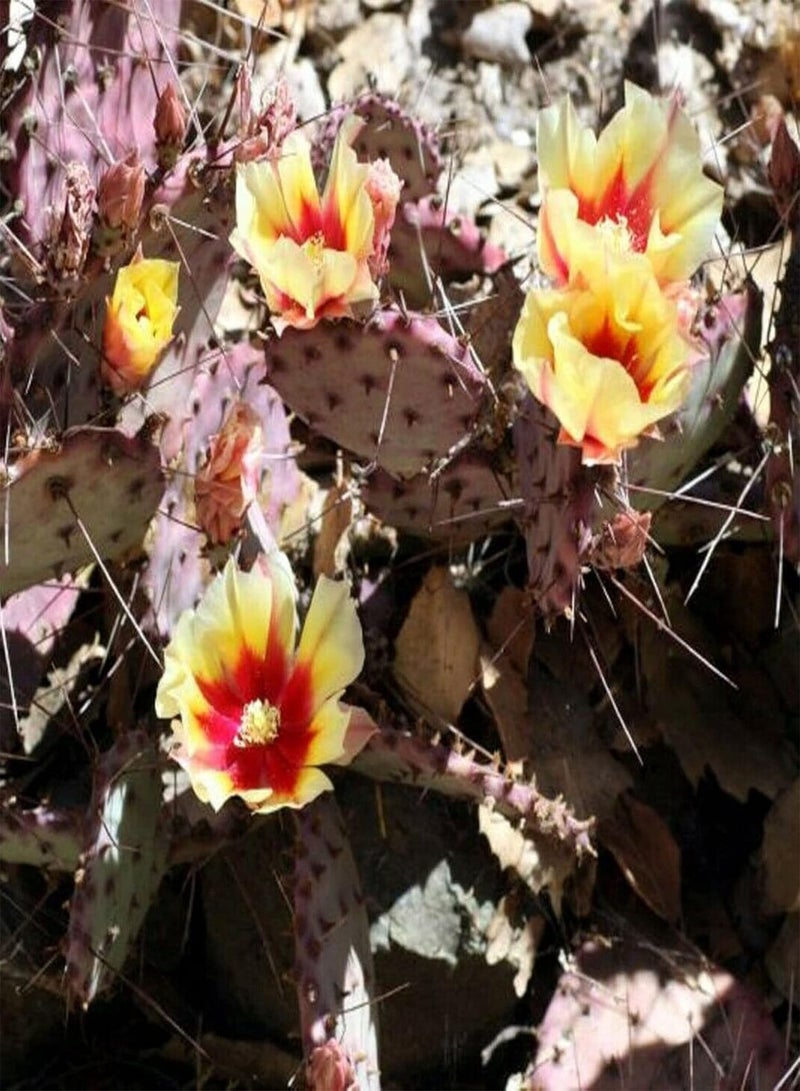 GGOOT 20Pcs/Bag Opuntia Macrocentra Seeds Rare Good Harvest Mini Succulent Prickly Pear Cactus Seeds for Outdoor Prickly Pear Cactus - Image 1