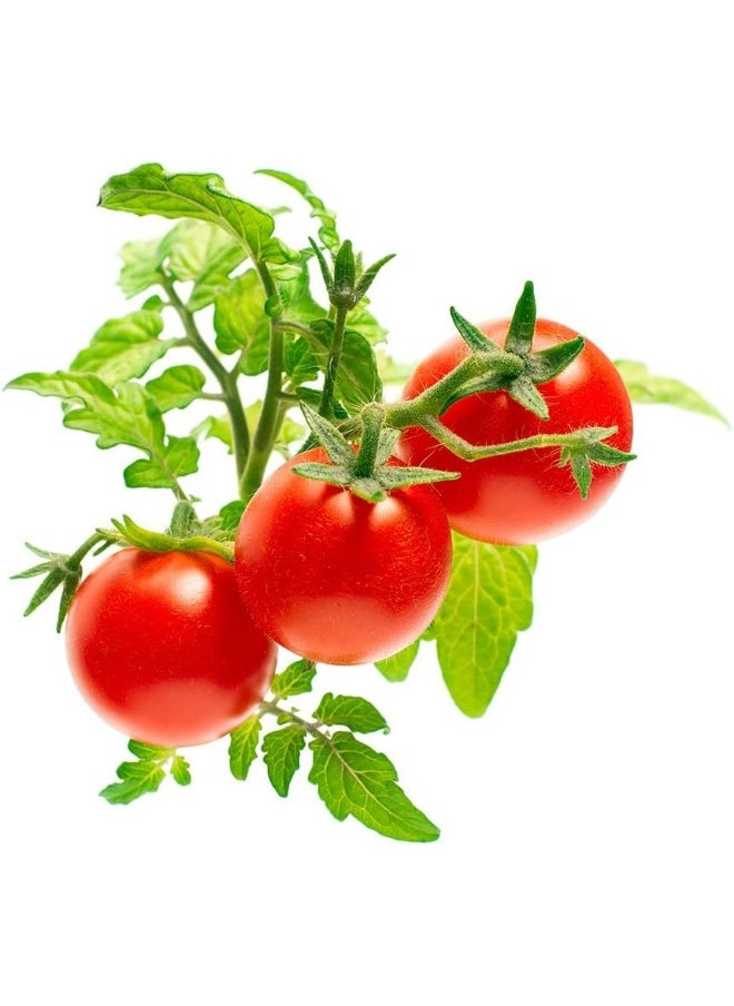 CLICK AND GROW - Smart Garden Mini Tomato Plant Pods, 9-Pack - Image 1