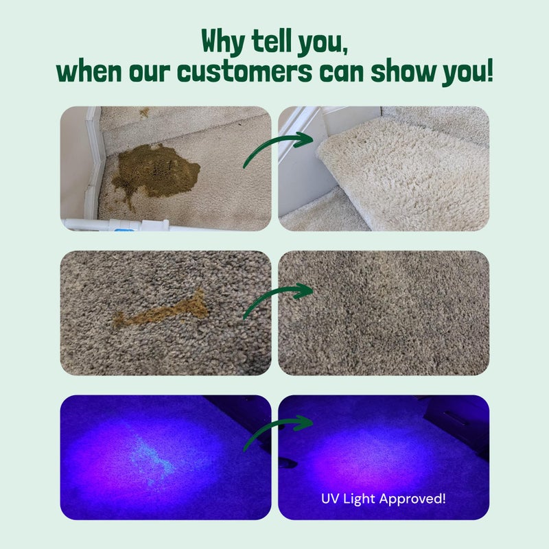 Sunny & Honey Pet Stain & Odor Miracle - 32 Fl Oz, Spring Mint Scent - Carpet Cleaner & Enzyme Spray for Carpets, Mattresses & Upholstery - Rug Shampoo & Dog Pee Cleaner & Odor Remover - Image 2