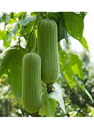 3-Pack Organic Meat Luffa Seeds (10g Each) - Grow Fresh Luffa at Home, Non-GMO with High Purity & Germination - pzsku/Z8AED7E464660AFE1E60AZ/45/_/1711093759/ebd6a60d-41fe-4df7-9fea-fb28d668560f