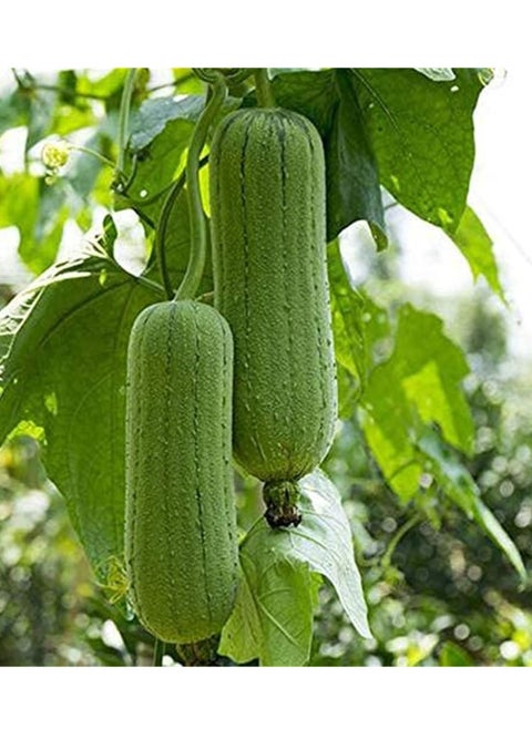 3-Pack Organic Meat Luffa Seeds (10g Each) - Grow Fresh Luffa at Home, Non-GMO with High Purity & Germination