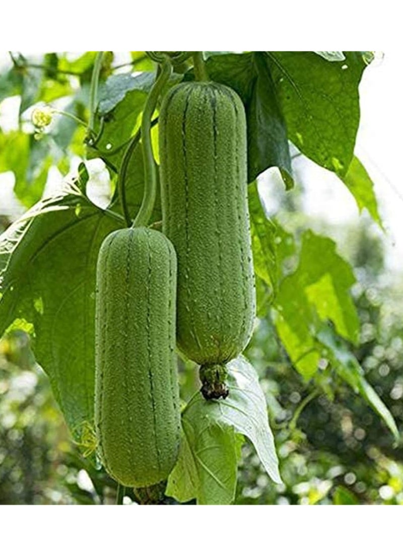 3-Pack Organic Meat Luffa Seeds (10g Each) - Grow Fresh Luffa at Home, Non-GMO with High Purity & Germination