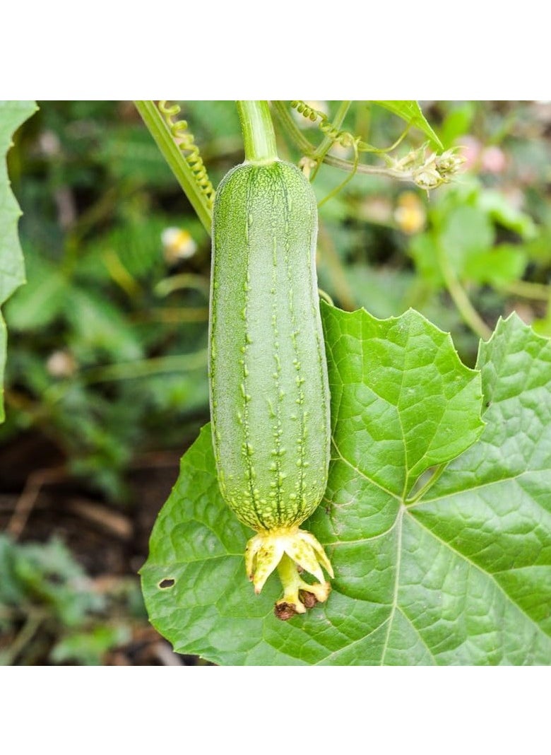 3-Pack Organic Meat Luffa Seeds (10g Each) - Grow Fresh Luffa at Home, Non-GMO with High Purity & Germination