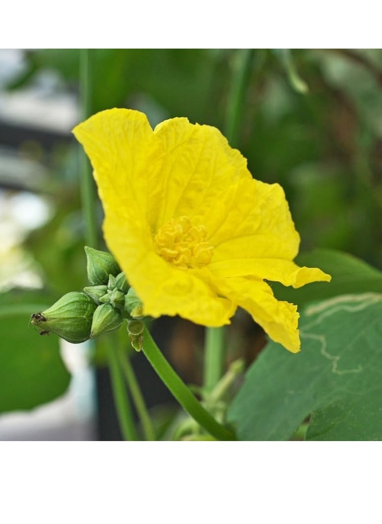 3-Pack Organic Meat Luffa Seeds (10g Each) - Grow Fresh Luffa at Home, Non-GMO with High Purity & Germination