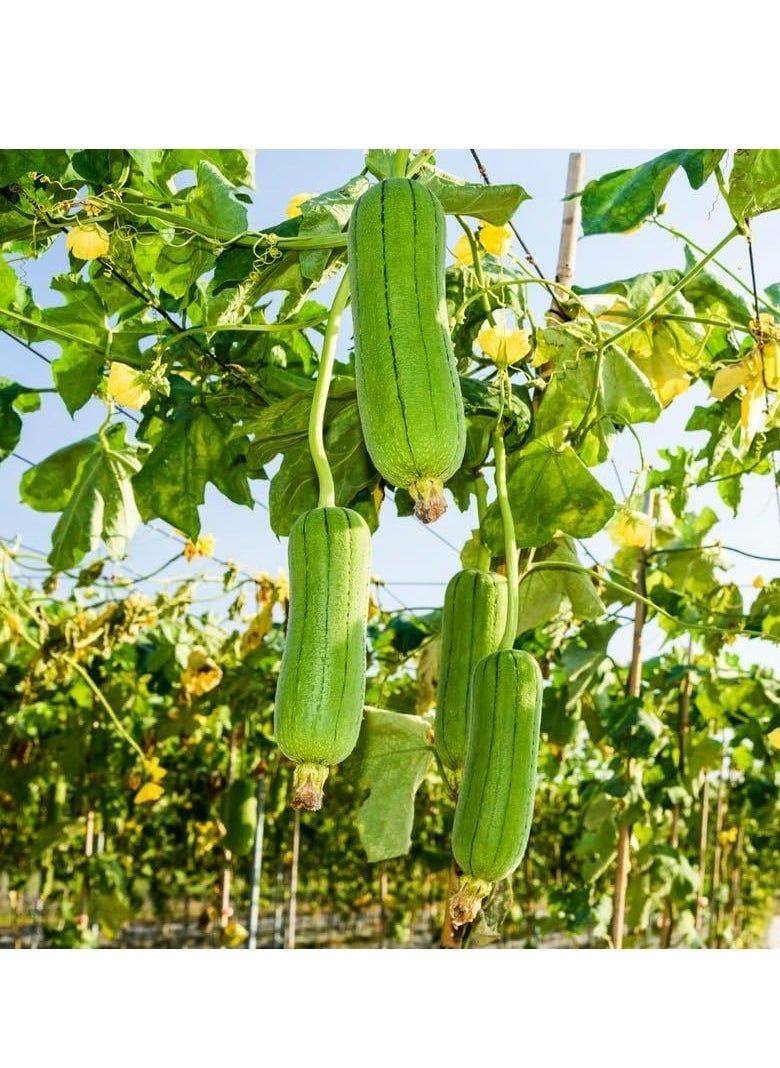 3-Pack Organic Meat Luffa Seeds (10g Each) - Grow Fresh Luffa at Home, Non-GMO with High Purity & Germination