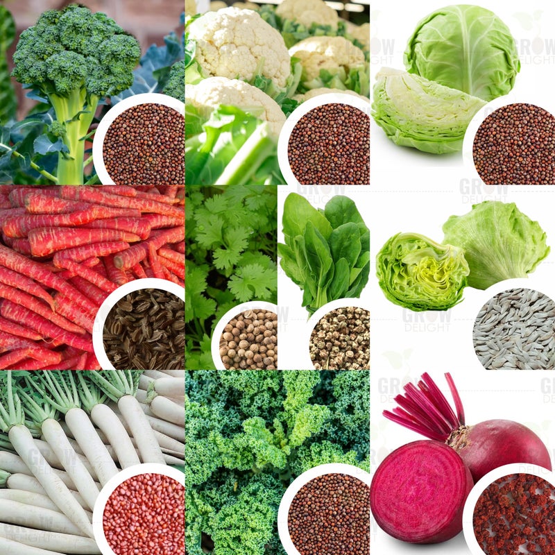 GROW DELIGHT 10 Varieties Winter Vegetables Combo (4609 Seeds) Vegetable Seeds for Home Garden, Organic & Hybrid, Perfect for Home Gardening, Ideal for Small Spaces - Image 5