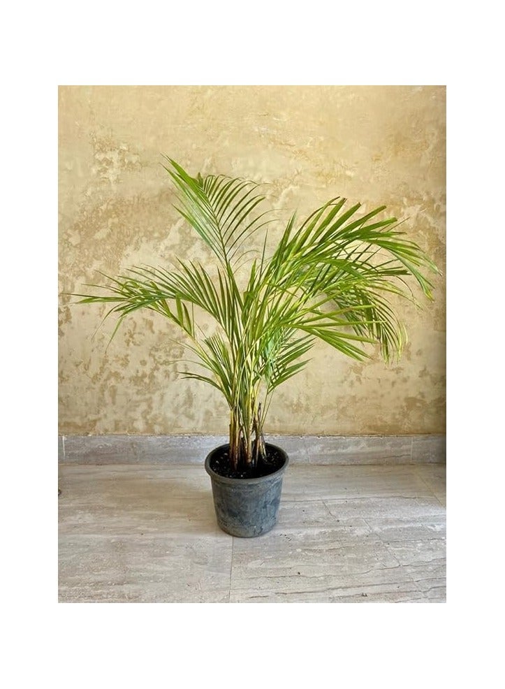 Yellow Areca Palm - Natural Plants - Image 1