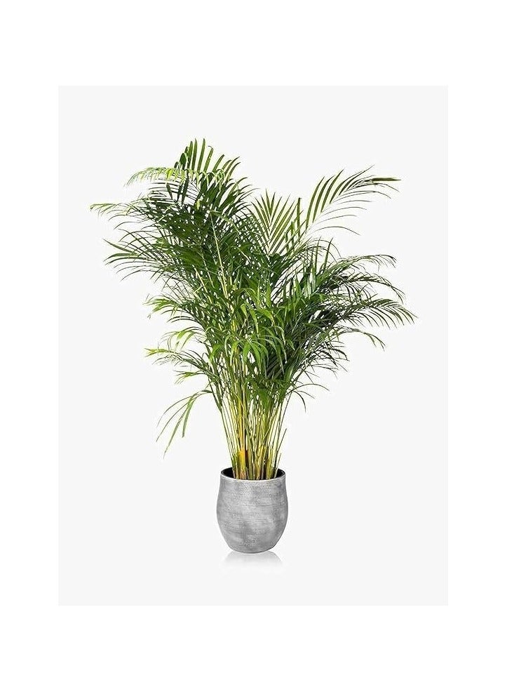 Yellow Areca Palm - Natural Plants - Image 2