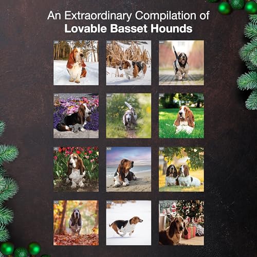 MICASA PRESS Basset Hounds 2026 Wall Calendar 12 Month | 12" x 24" Open | Thick & Sturdy Paper | Holiday Gift | Cute Puppy Dog Calendar 2026 - Image 3