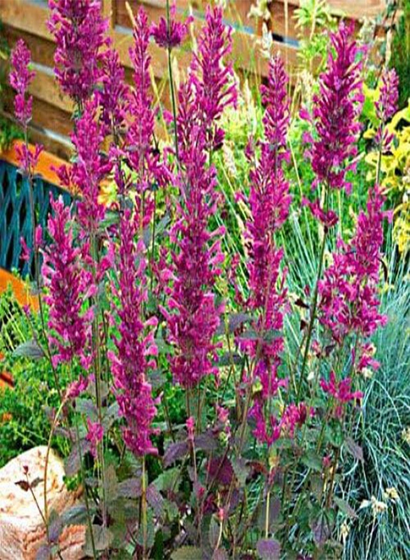 GGOOT Agastache Bolero 20 Seeds- Perennial