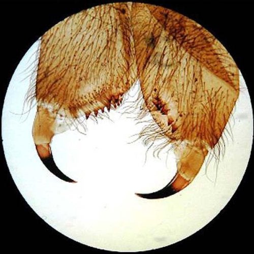 AmScope AmScope PS25 Prepared Microscope Slide Set for Basic Biological Science Education, 25 Slides, Includes Fitted Wooden Case Brown - Image 4