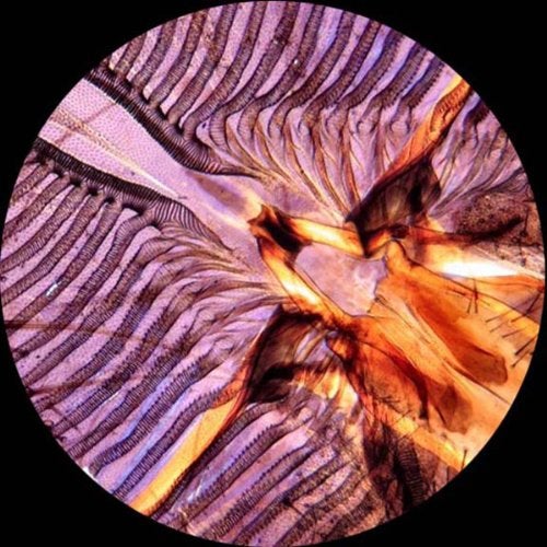 AmScope AmScope PS25 Prepared Microscope Slide Set for Basic Biological Science Education, 25 Slides, Includes Fitted Wooden Case Brown - Image 5