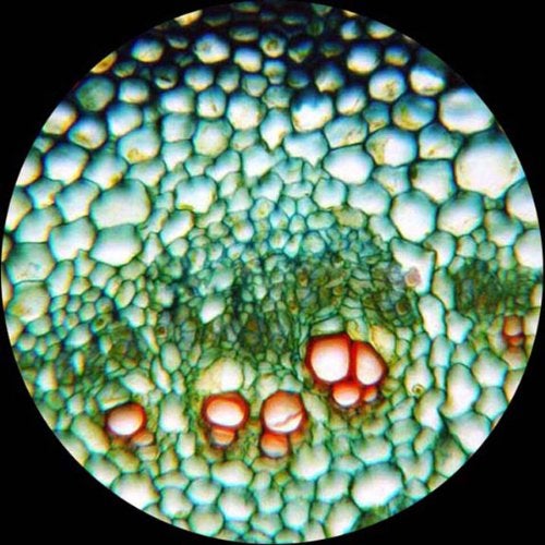 AmScope AmScope PS25 Prepared Microscope Slide Set for Basic Biological Science Education, 25 Slides, Includes Fitted Wooden Case Brown - Image 3