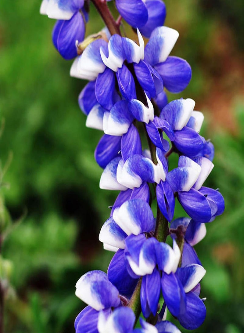 جي جوت بذور نباتات خضراء، 300 قطعة/حقيبة بذور زهور برية مختلطة الألوان سريعة النمو بذور نباتات زهور طبيعية مزخرفة للحديقة بذور زهور برية - Image 4