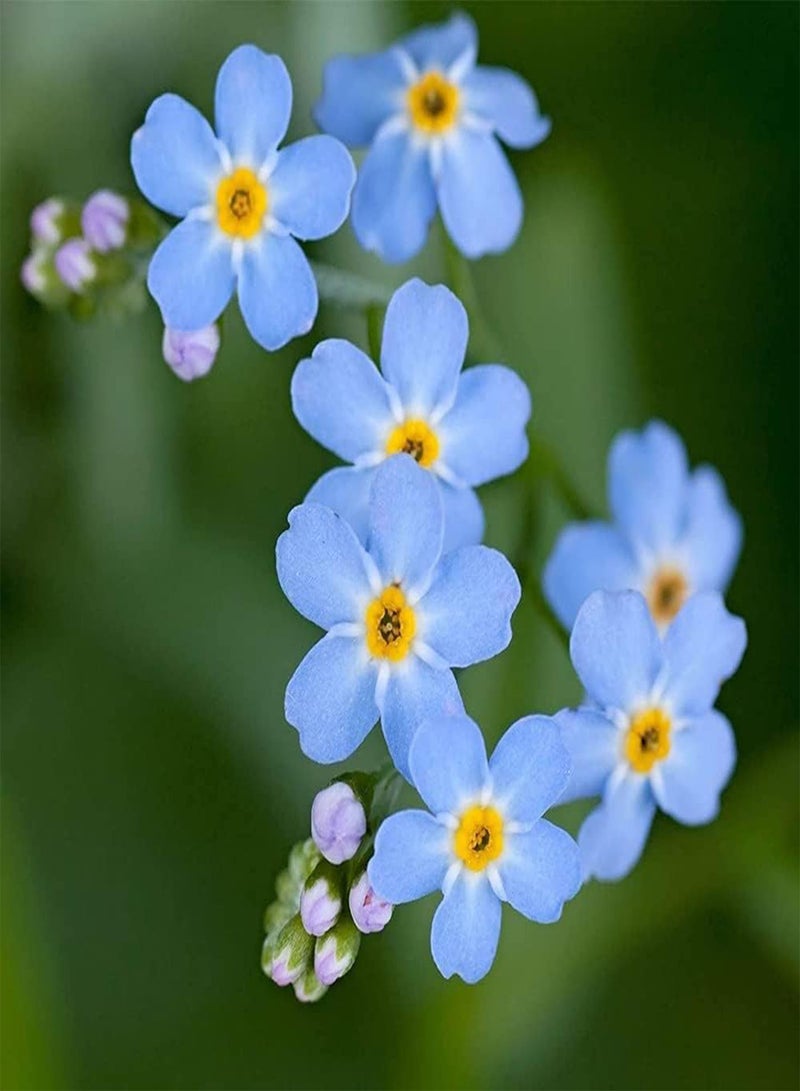 GGOOT 50pcs Forget Me Not Seeds Light Blue Perennial Has High Ornamental Value Heirloom Flowers Garden Home Horticultural Landscape Outdoor Garden Planting Easy to Take Care of