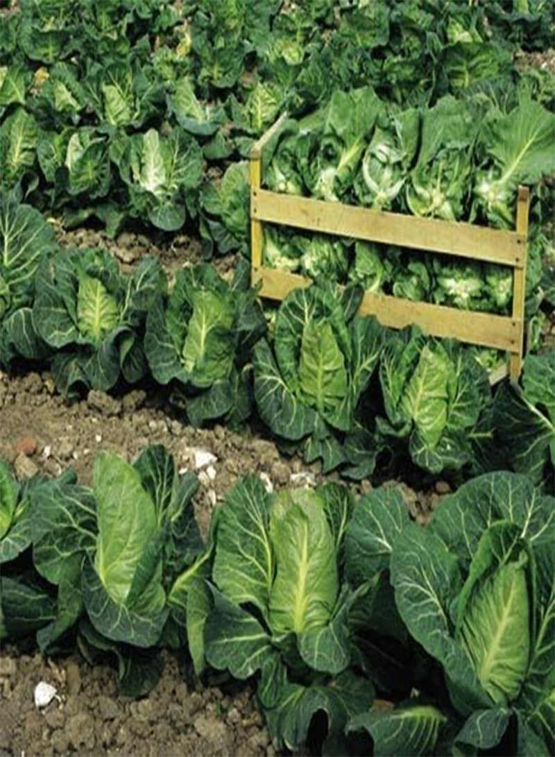 GGOOT Cabbage Wheelers Imperial 2250 (7.5g's) Vegetable Seeds - Image 2