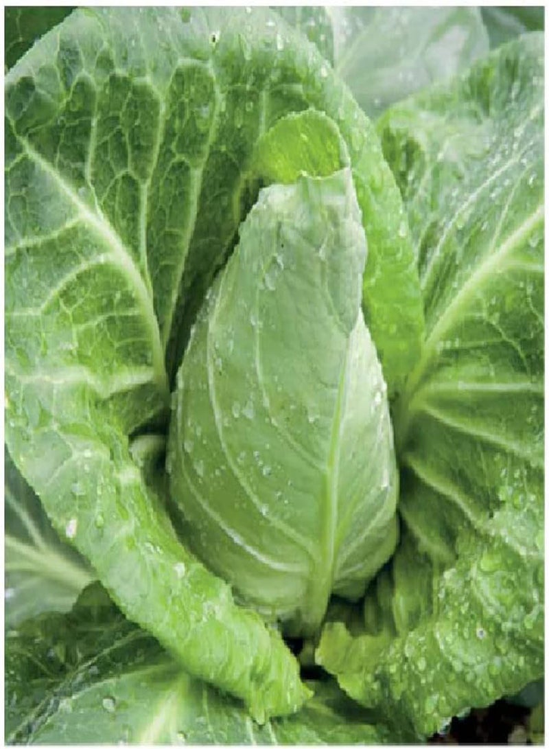 GGOOT Cabbage Wheelers Imperial 2250 (7.5g's) Vegetable Seeds - Image 1