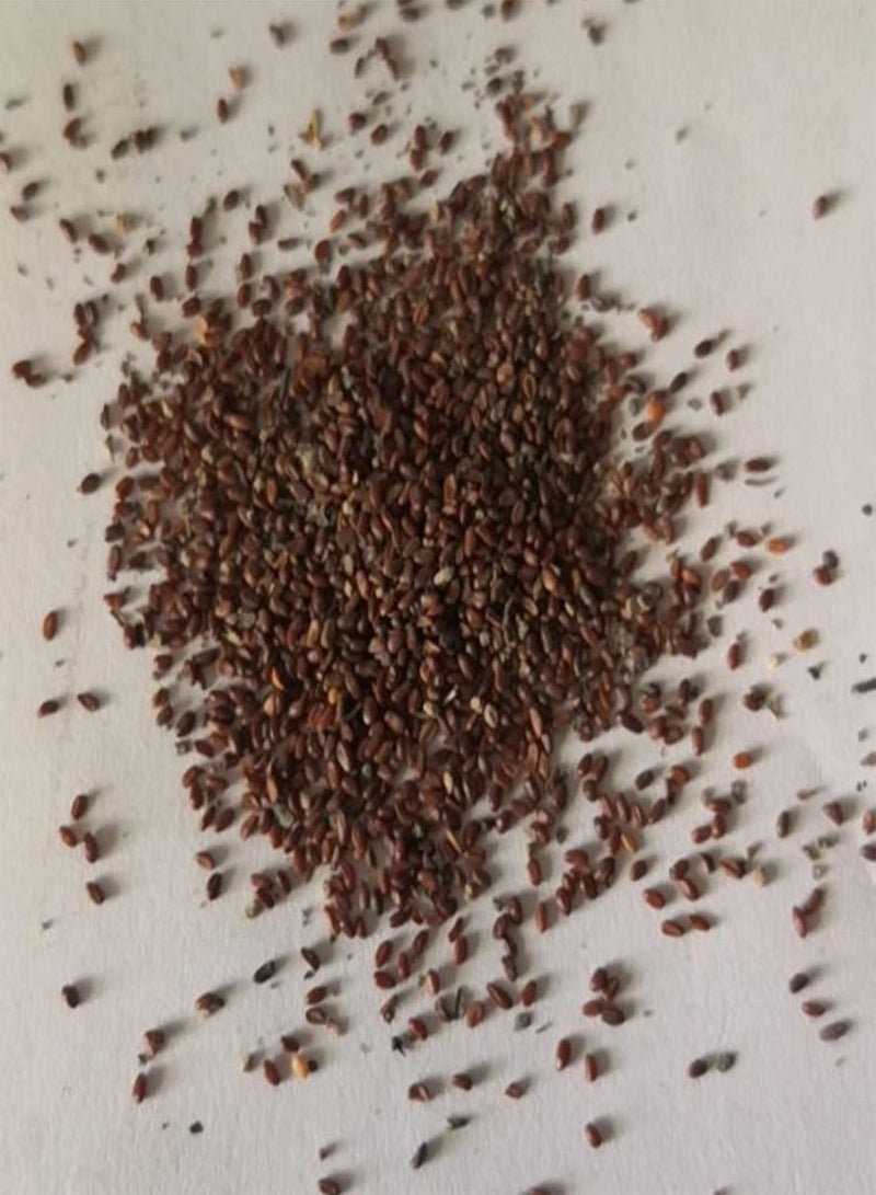 جي جوت 10 قطع/حقيبة بذور البنفسج، بذور سنوية طويلة الأمد، بذور فينكا قابلة للتكيف ومنتجة للزراعة في الشرفة والحديقة والحديقة الخارجية، 10 قطع - Image 5