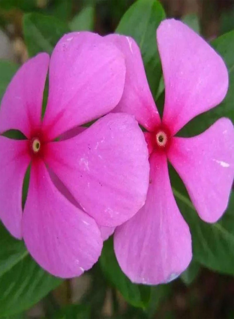 جي جوت 10 قطع/حقيبة بذور البنفسج، بذور سنوية طويلة الأمد، بذور فينكا قابلة للتكيف ومنتجة للزراعة في الشرفة والحديقة والحديقة الخارجية، 10 قطع - Image 4