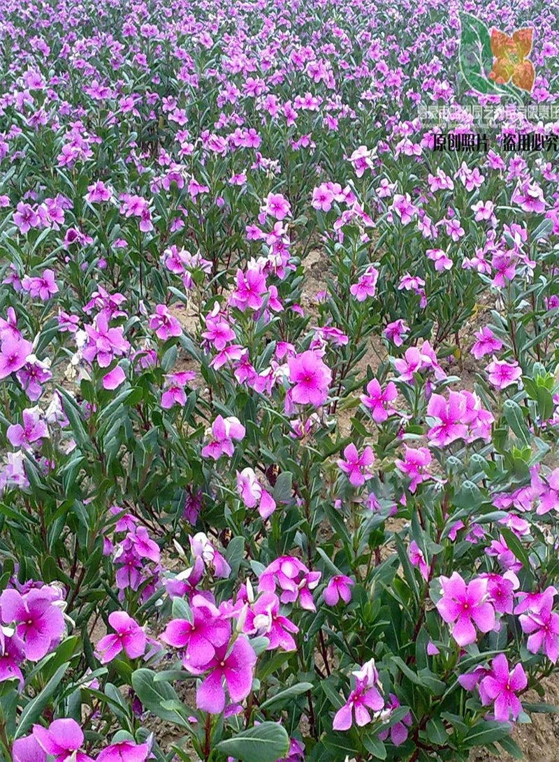 جي جوت 10 قطع/حقيبة بذور البنفسج، بذور سنوية طويلة الأمد، بذور فينكا قابلة للتكيف ومنتجة للزراعة في الشرفة والحديقة والحديقة الخارجية، 10 قطع - Image 2