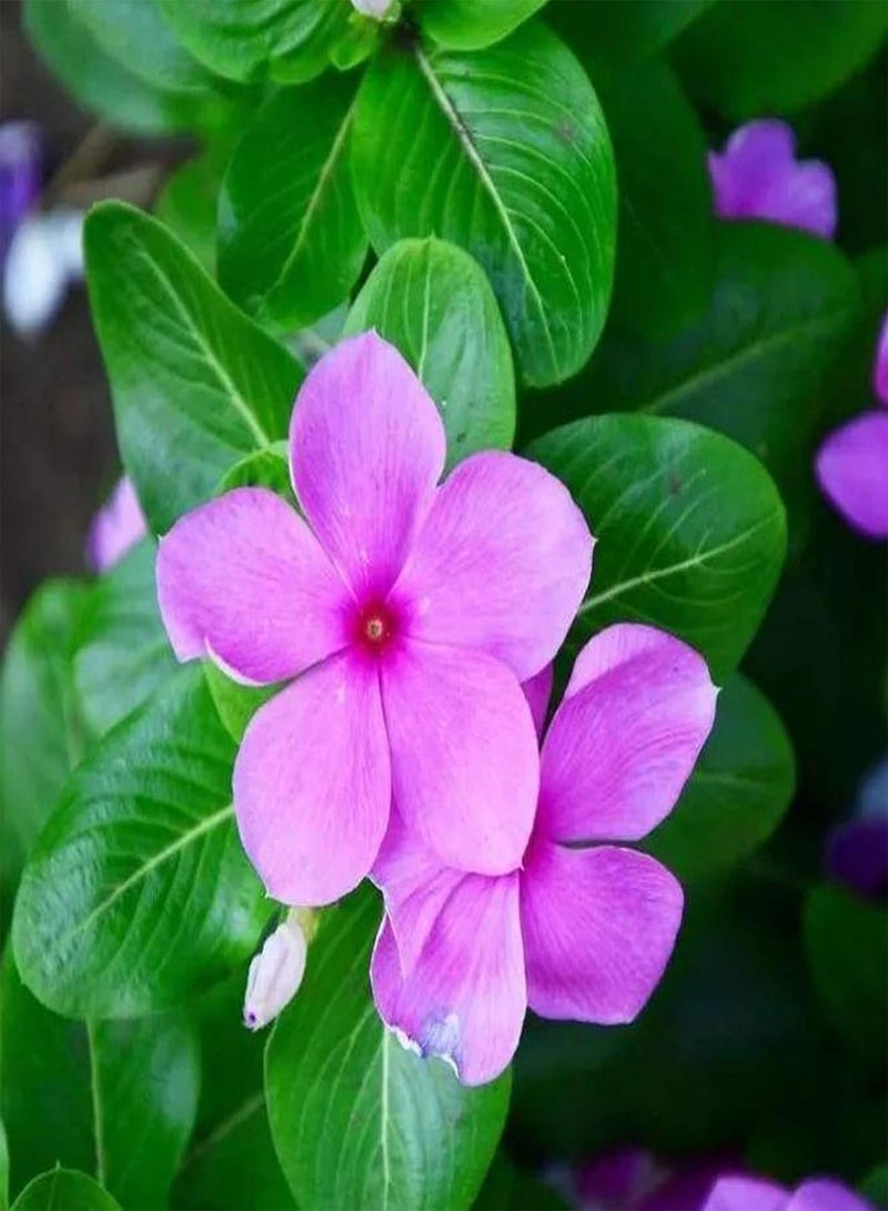 جي جوت 10 قطع/حقيبة بذور البنفسج، بذور سنوية طويلة الأمد، بذور فينكا قابلة للتكيف ومنتجة للزراعة في الشرفة والحديقة والحديقة الخارجية، 10 قطع - Image 1