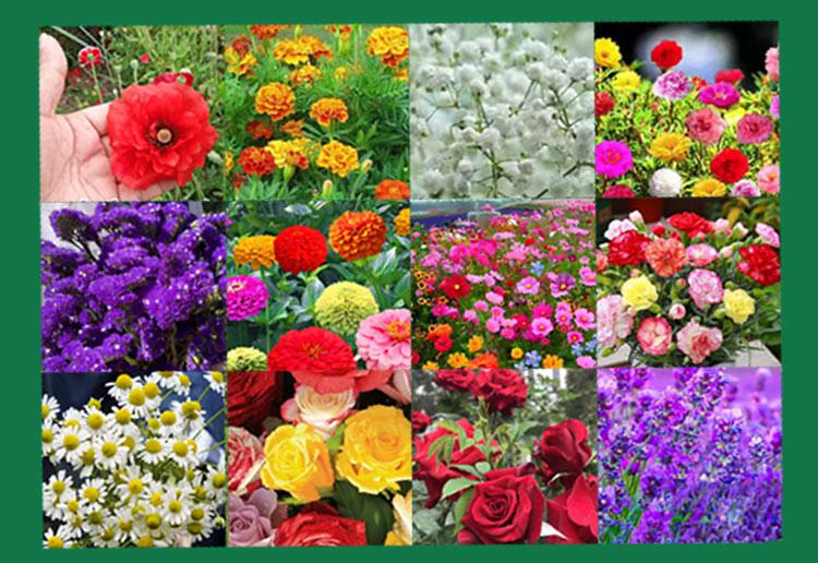 Gardeners' Choice: Seasonal Flower Mix for All Soil Types - Image 5