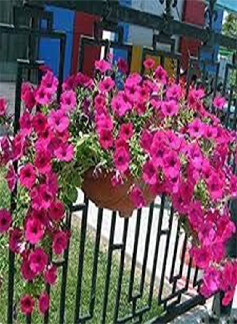 جي جوت بذور طازجة 100 قطعة بذور زهور للزراعة وردية اللون 1