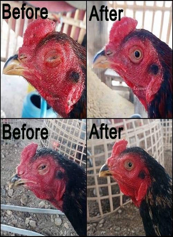 HULX EXTER Sure Rooster Booster Health Vitamin Support Fast Result, Stimulates & Improved Immunity Feed Nourishing Poultry (EXTER Sure Increasing Fast Energy 10 ML.) - Image 4