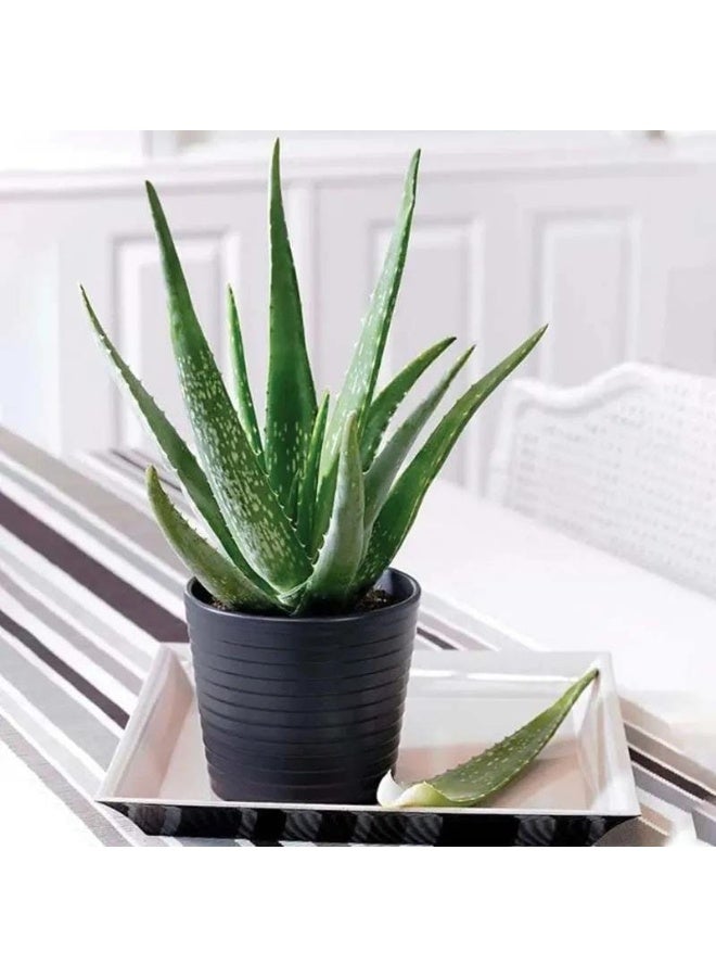 Buy Any Flowers Aloe Vera Plant In Black Pot 