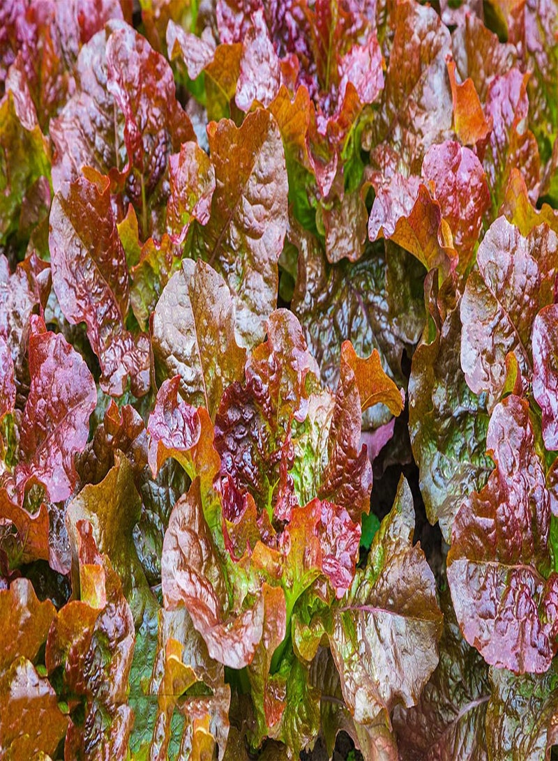 GGOOT 100pcs Lettuce Seeds Purple Leaf Special species planting the crop in the garden yard Easy to germinate Strong adaptability - Image 2
