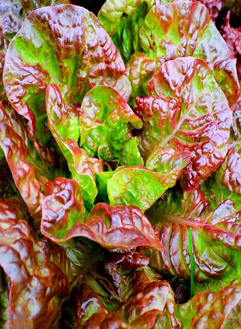 GGOOT 100pcs Lettuce Seeds Purple Leaf Special species planting the crop in the garden yard Easy to germinate Strong adaptability - Image 1
