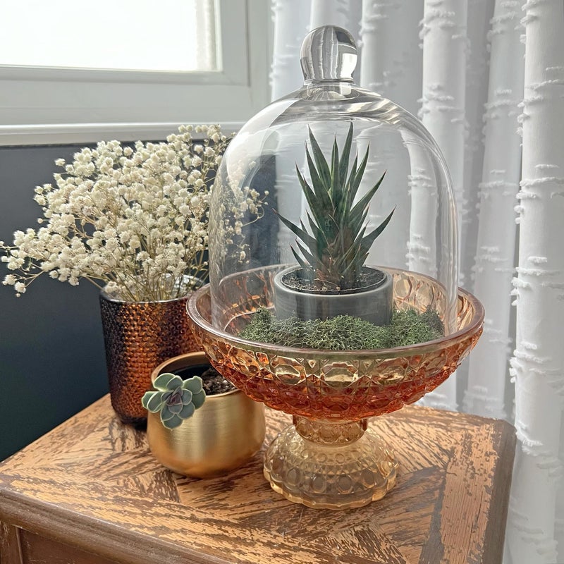 Plymor جرّة بيل زجاجية بقطر 6" وارتفاع 7" (صغيرة - الحجم الداخلي 5.75 بوصة × 5.75 بوصة) - Image 3