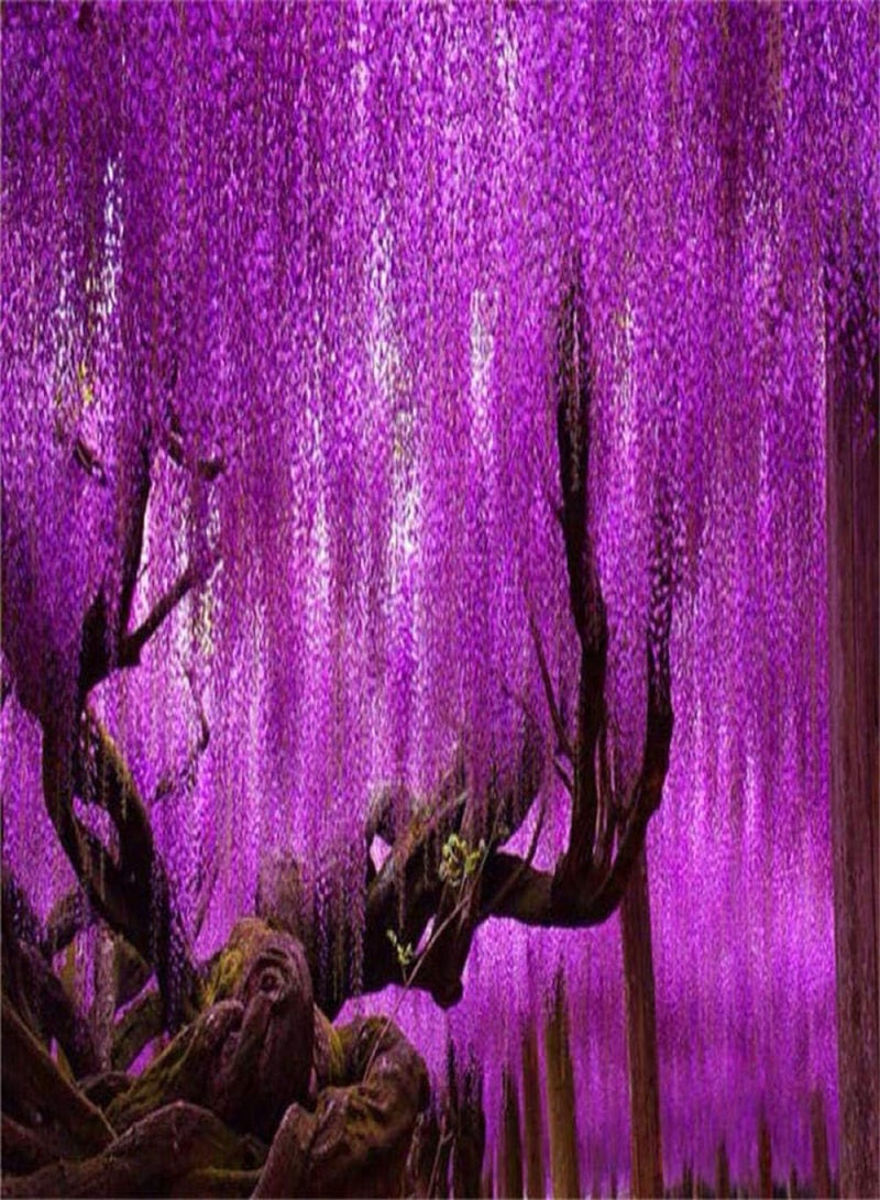 جي جوت بذور بلومز متعددة الألوان، أزهار الوستارية - روبي 5 كبسولات + دهون، نباتات زينة لشرفة الحديقة - Image 3